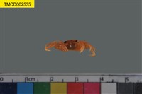 藏品(圓球股窗蟹)的圖片